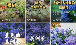 草三八视频在线观看,揭秘神秘视频背后的故事